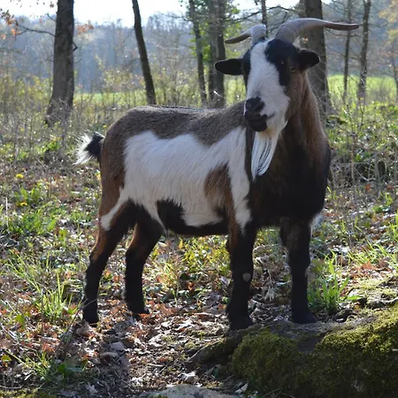 Hébergement de vacances Les Crouquets-cabane Des Noyers *