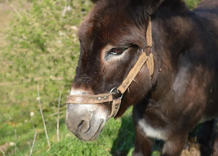 Tatil Evi - Noyers - Proche Sarlat Jayac